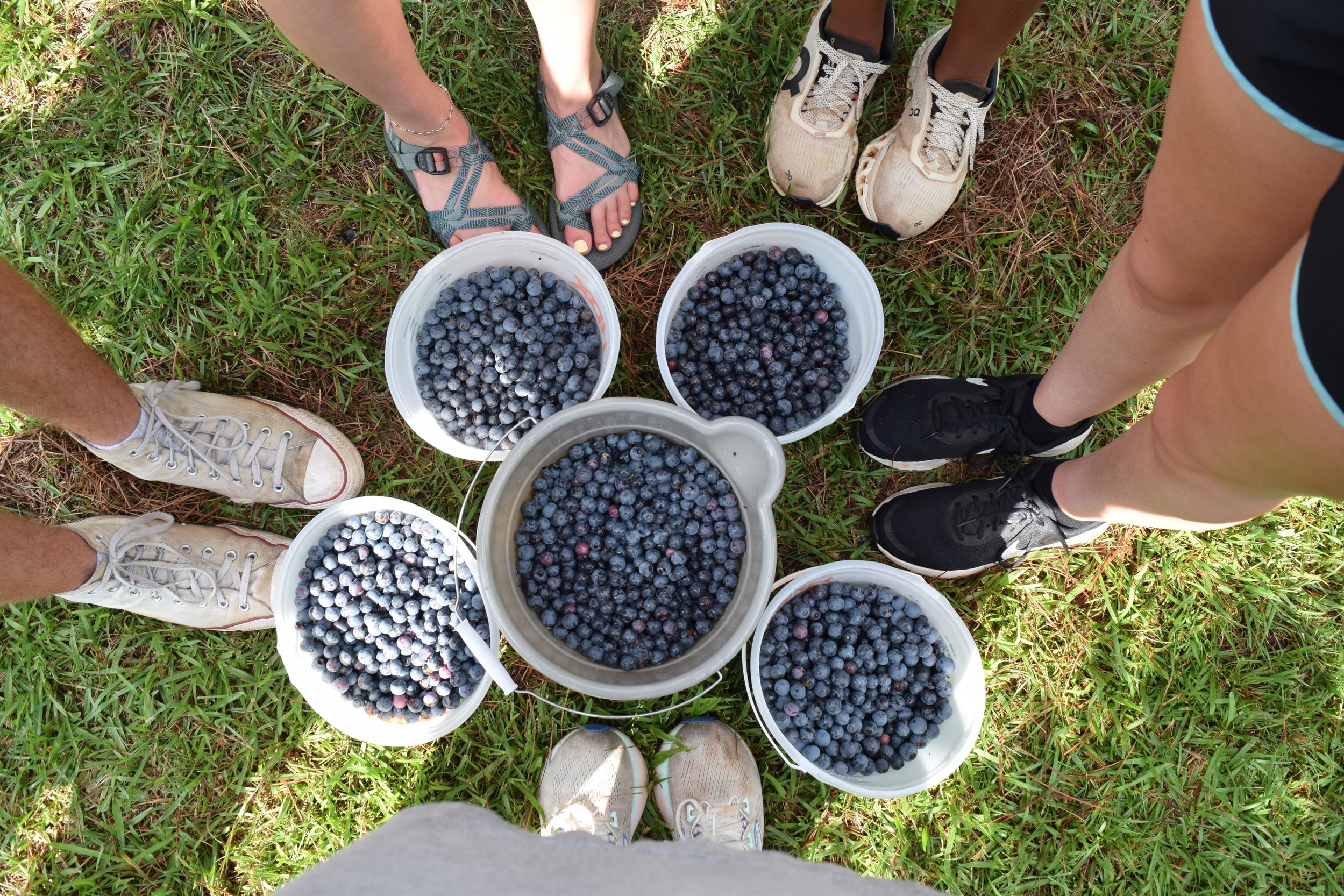 Students Serve Up Blueberries and Community Spirit at RLC Orchard