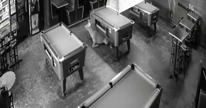 Deer Enters Peachtree City Restaurant